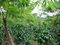 Nicaragua Jinotega