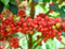Nicaragua Jinotega