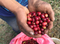 Honduras COMSA